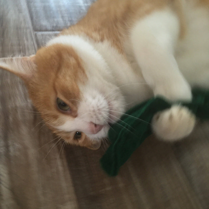 Crunchy Kitty Kale