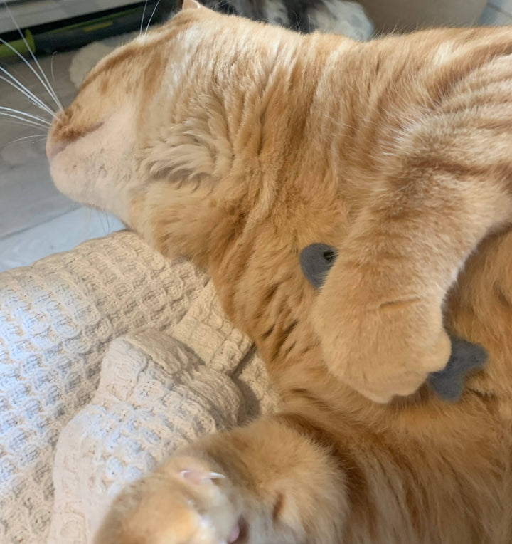 Organic Catnip Infused Wool Sardines