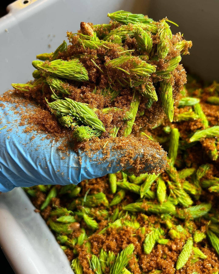 Spruce Syrup