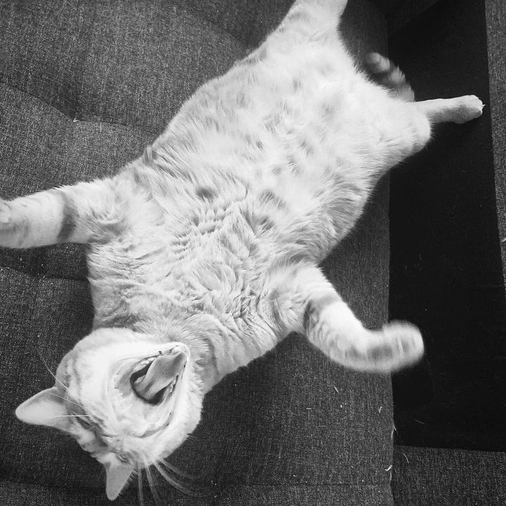 Cheshire and Alice Organic Catnip Cat Kicker