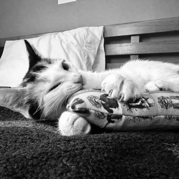 Cheshire and Alice Organic Catnip Cat Kicker