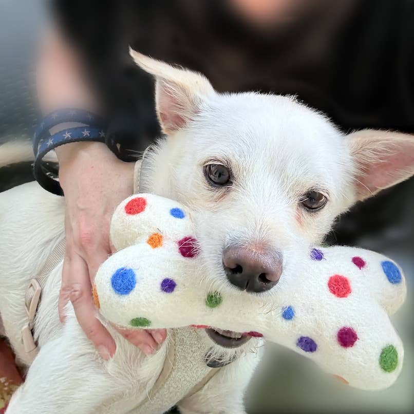Eco Wool Dog Toy - Polka Dot