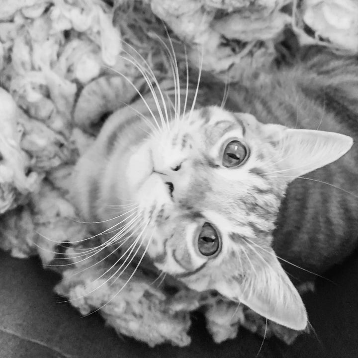 Cheshire and Alice Organic Catnip Cat Kicker